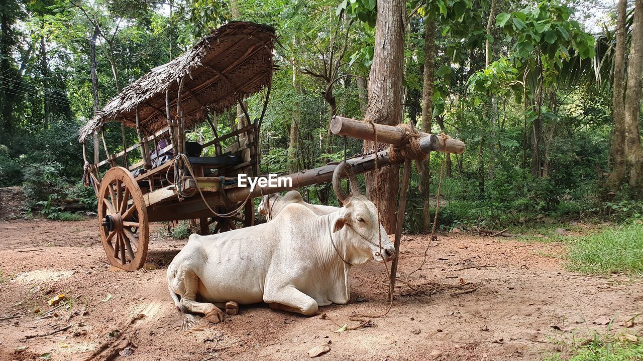 View of a lying zebu next to the cart