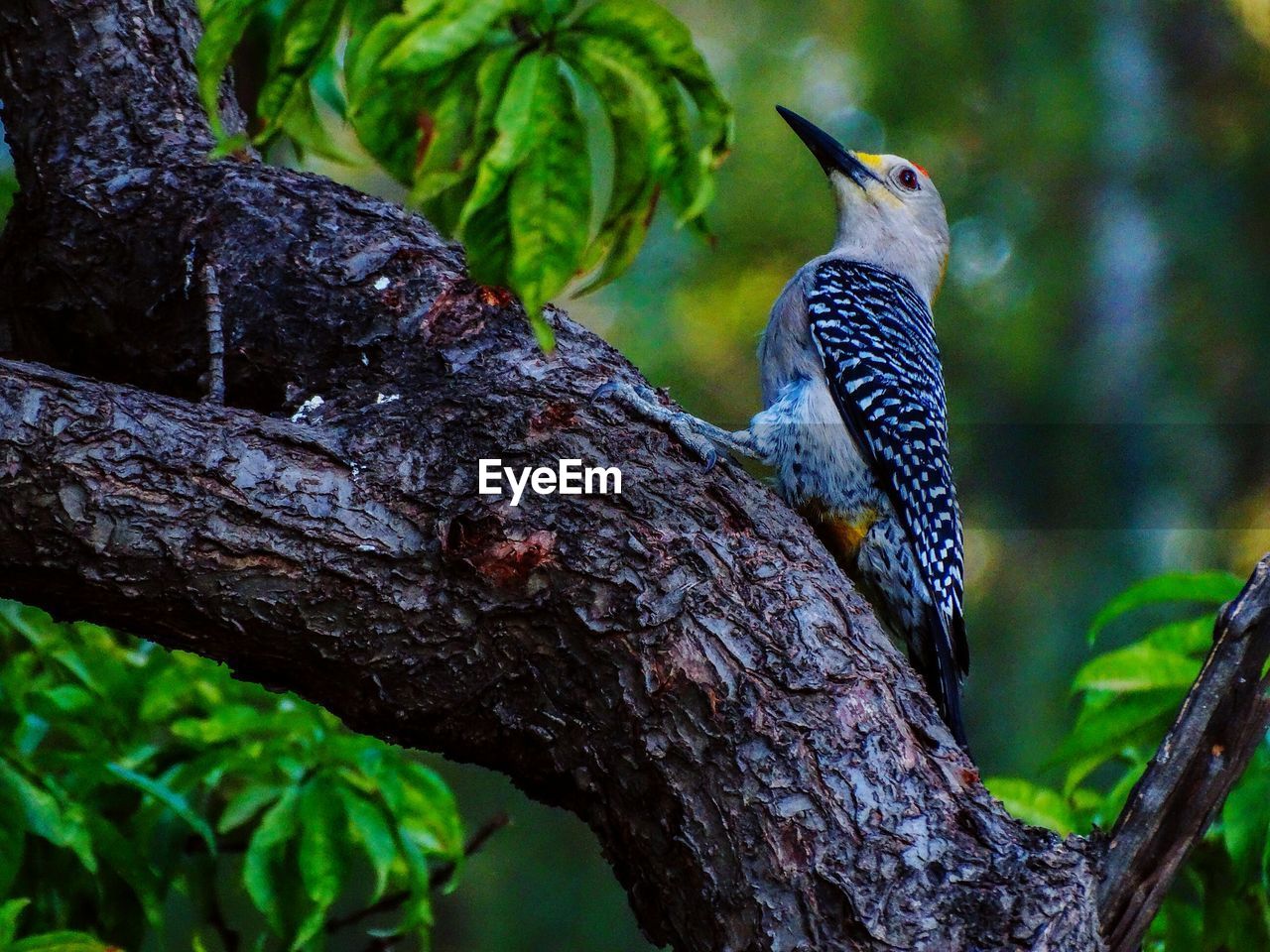 CLOSE-UP OF PARROT PERCHING ON TREE