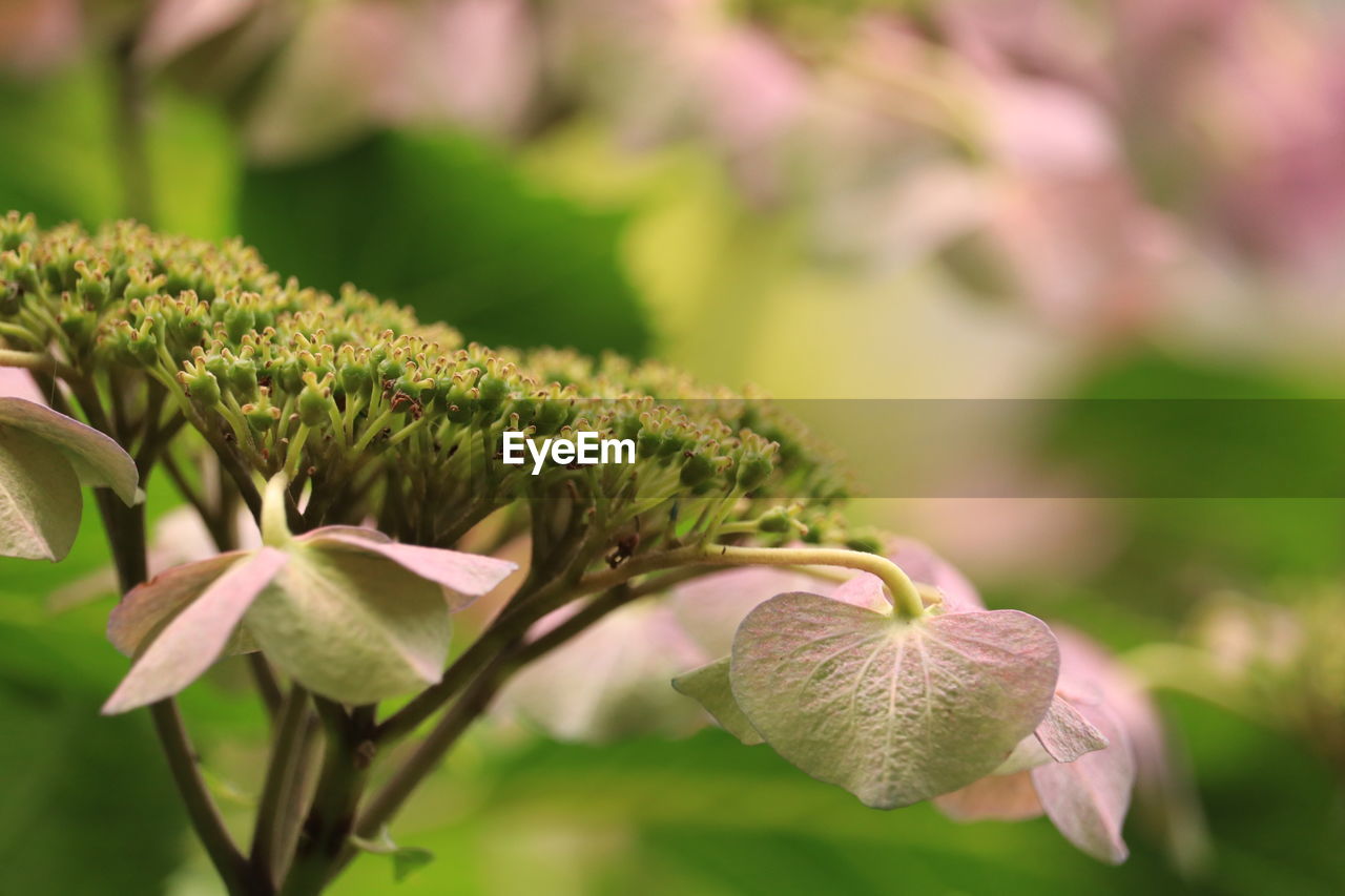 plant, flower, green, beauty in nature, flowering plant, nature, freshness, close-up, growth, blossom, plant part, leaf, macro photography, no people, focus on foreground, outdoors, wildflower, food, selective focus, tree, day, food and drink, environment, pink, fragility, springtime, summer, flower head