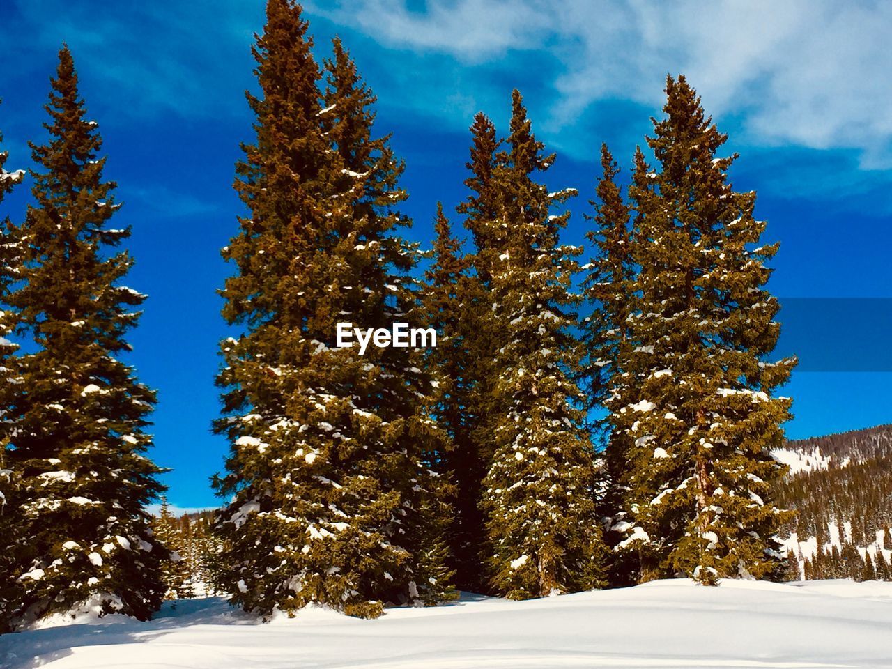 SNOW COVERED PINE TREES ON FIELD AGAINST SKY