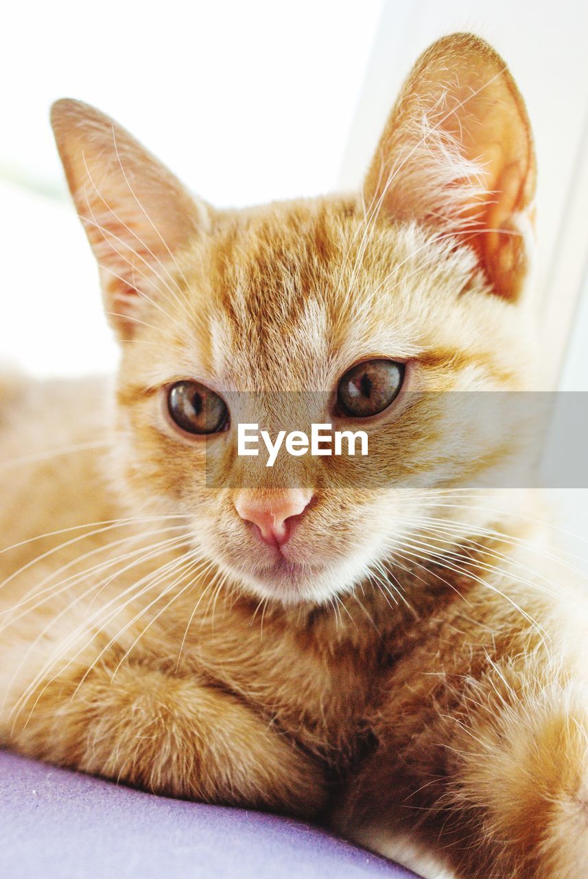 CLOSE-UP PORTRAIT OF A CAT WITH EYES