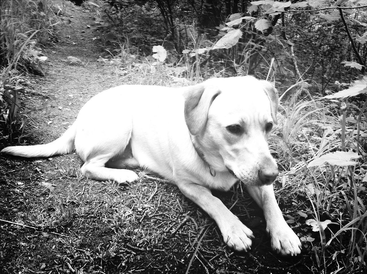 Dog sitting on dirt road