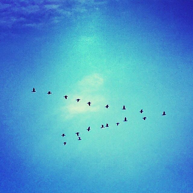 LOW ANGLE VIEW OF BIRDS FLYING OVER BLUE SKY