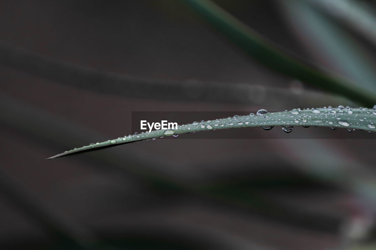 Close-up of wet plant during rainy season