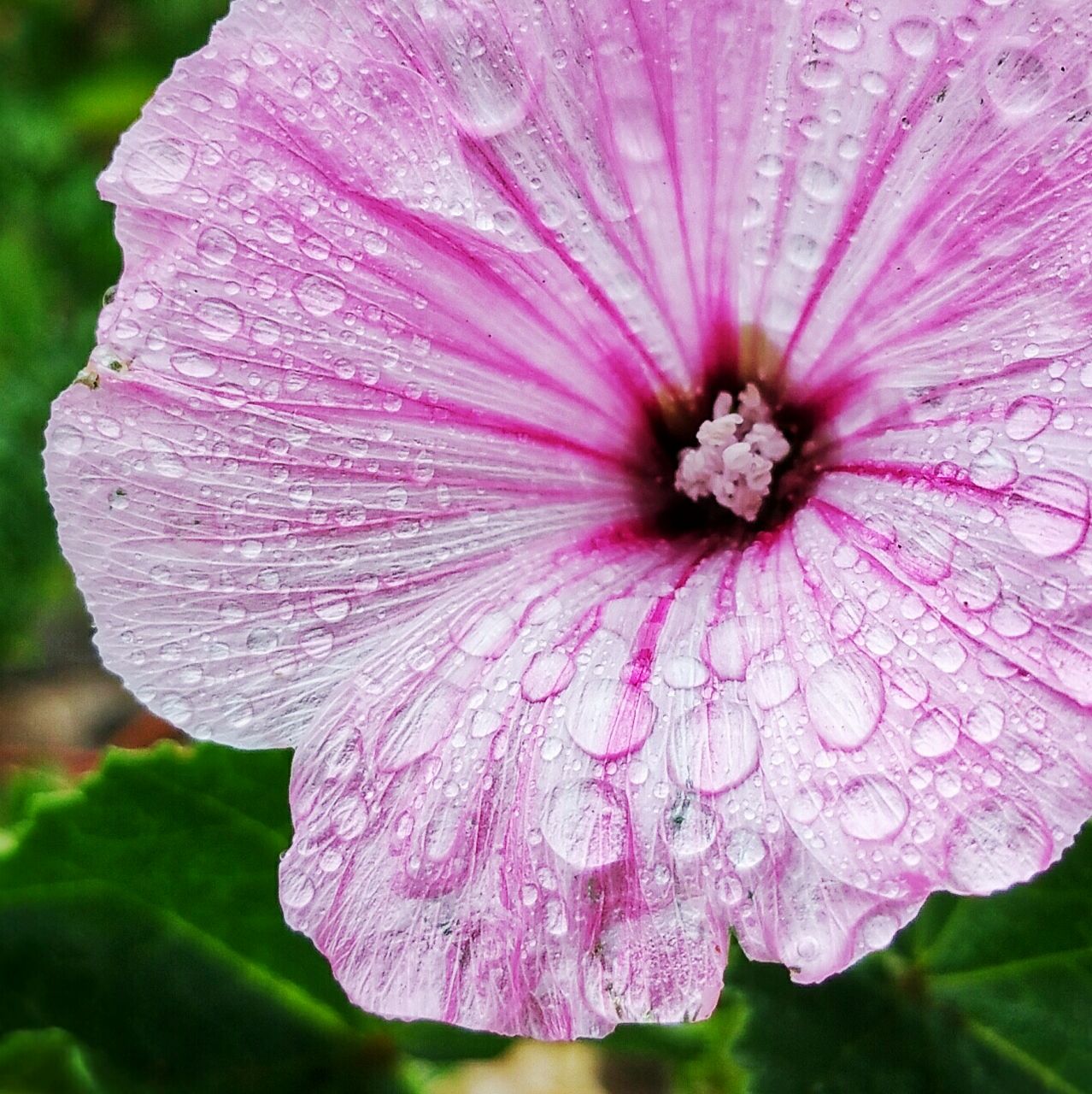 CLOSE-UP OF PINK FLOWERS BLOOMING IN GARDEN