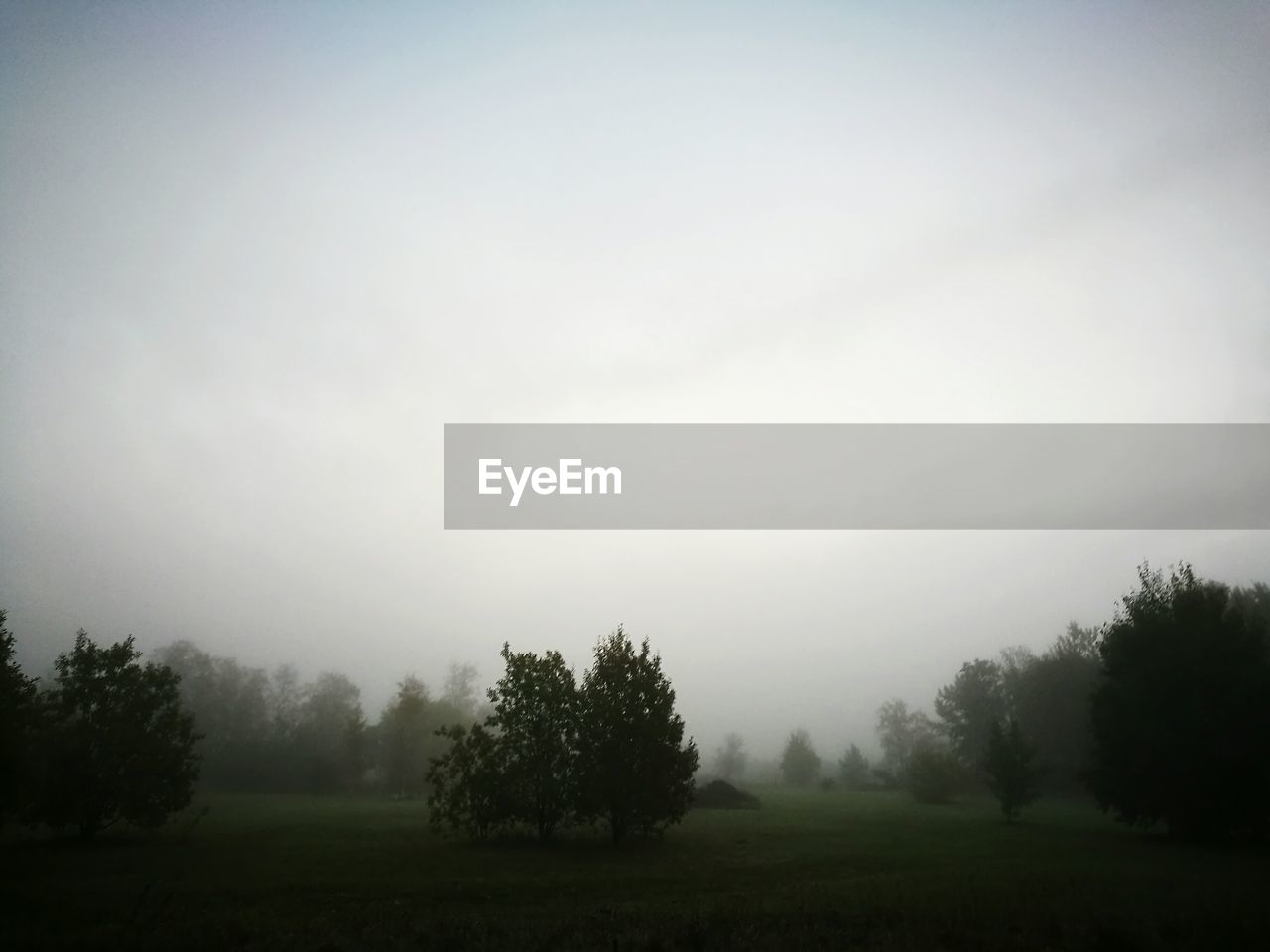 TREES ON FIELD IN FOGGY WEATHER AGAINST SKY