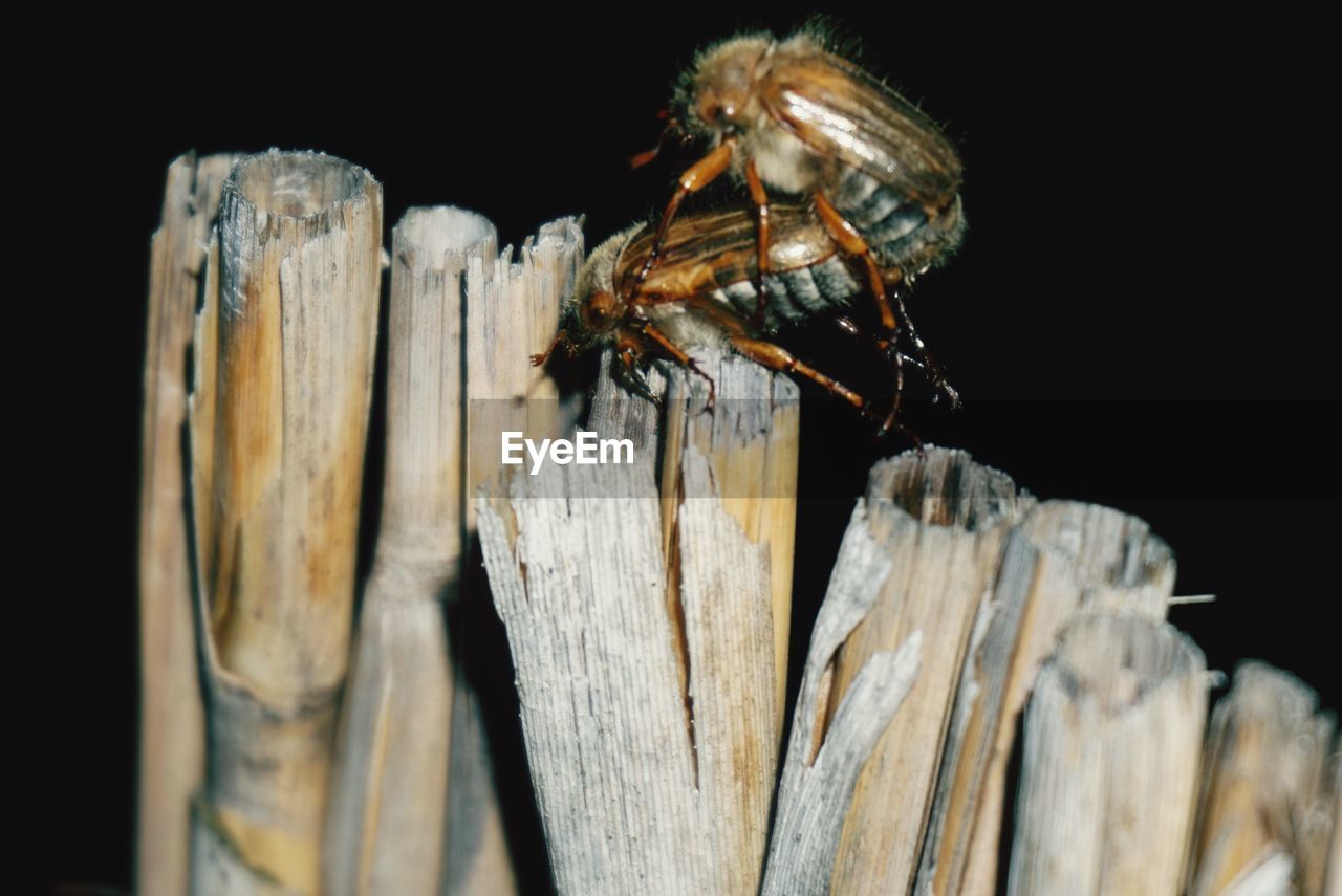 CLOSE-UP OF PRAYING MANTIS ON WOODEN POST