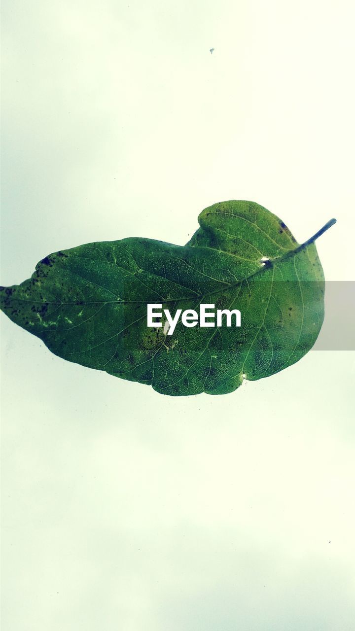 Close-up of green leaf against white background