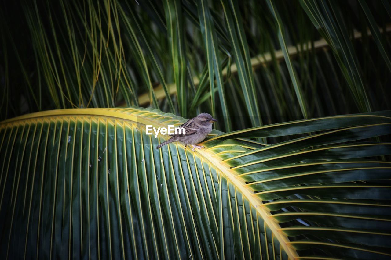 CLOSE-UP OF A BIRD ON A PLANT