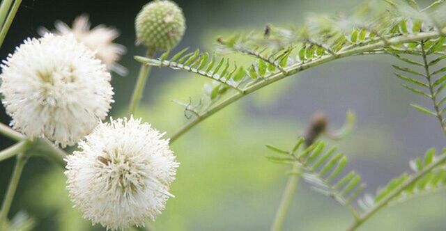 CLOSE-UP OF WHITE FLOWERS