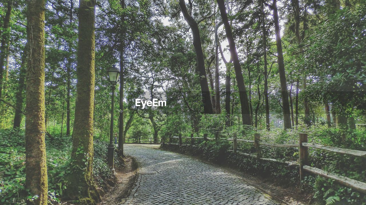 Walkway amidst trees in forest against sky