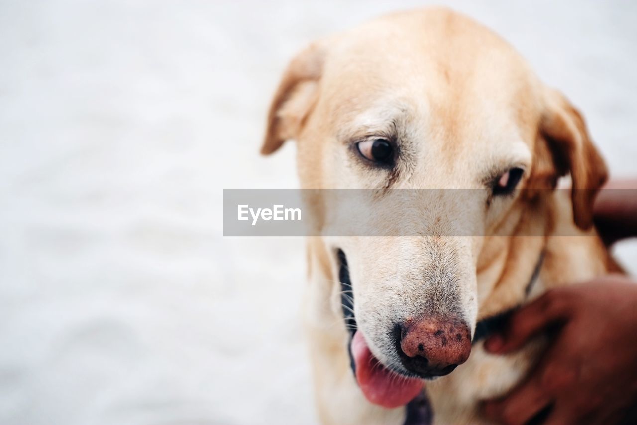 Close-up portrait of dog