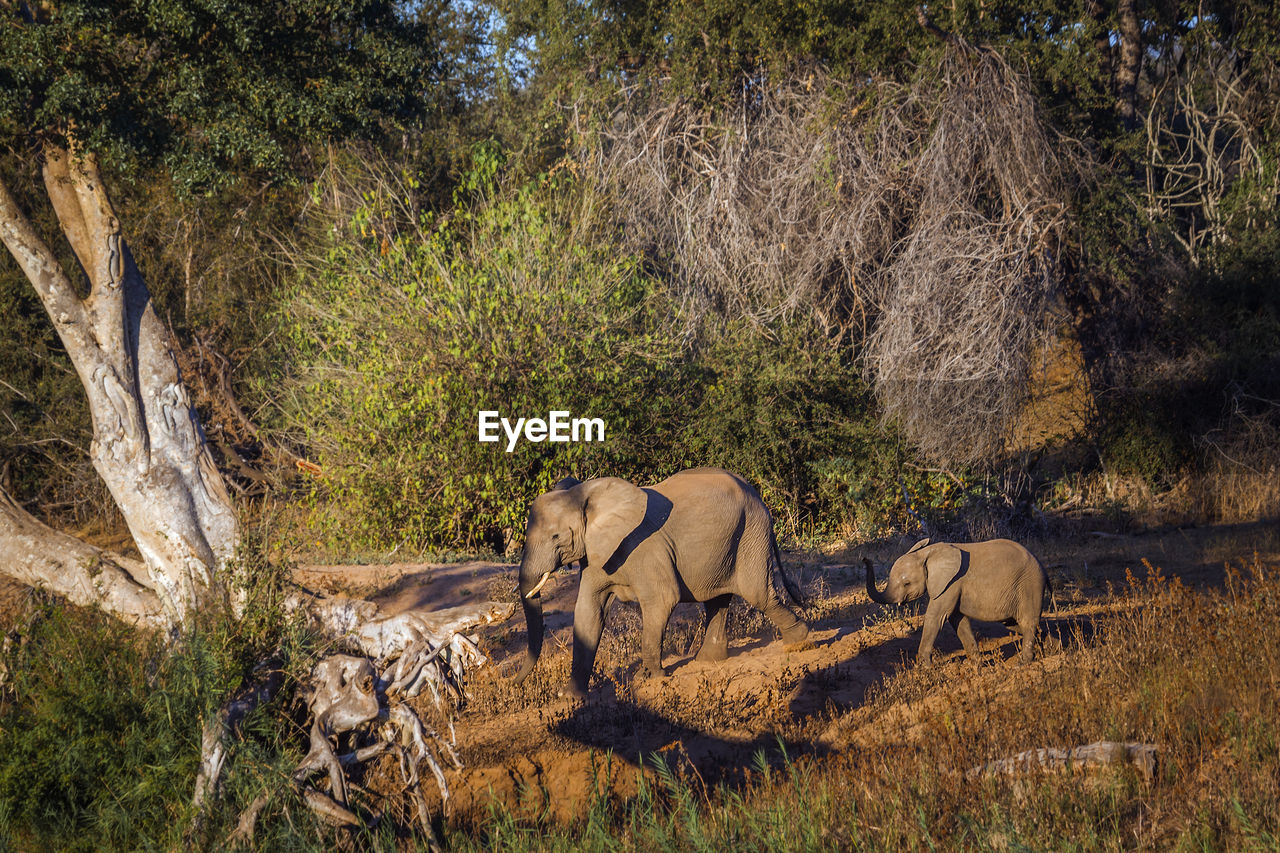 View of elephant in forest