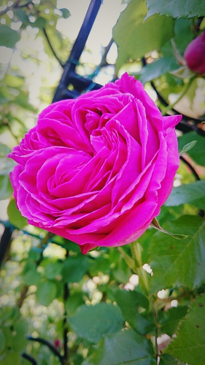 CLOSE-UP OF PINK ROSES