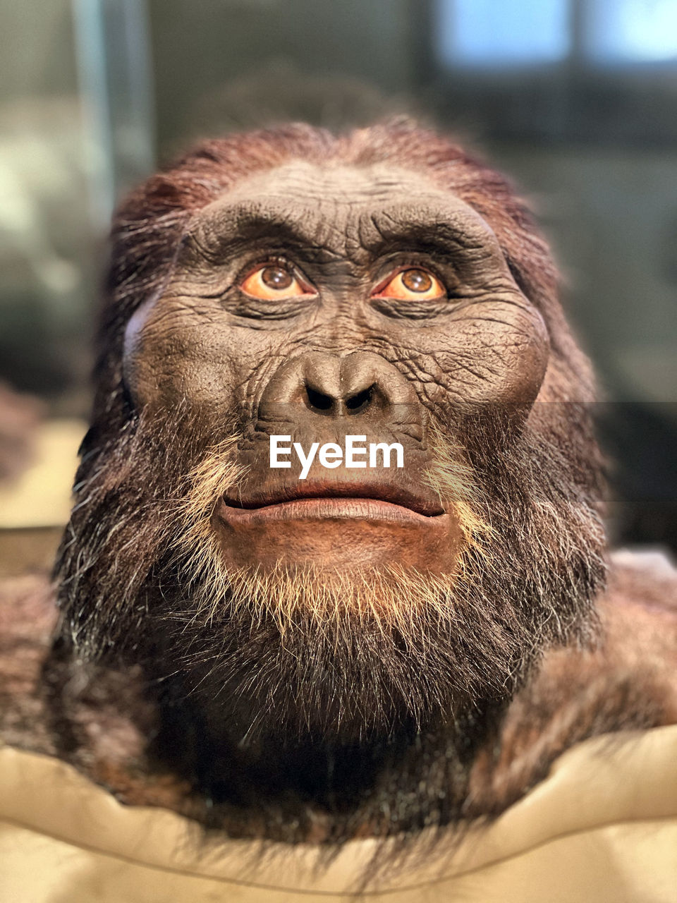 CLOSE-UP PORTRAIT OF GORILLA IN ZOO