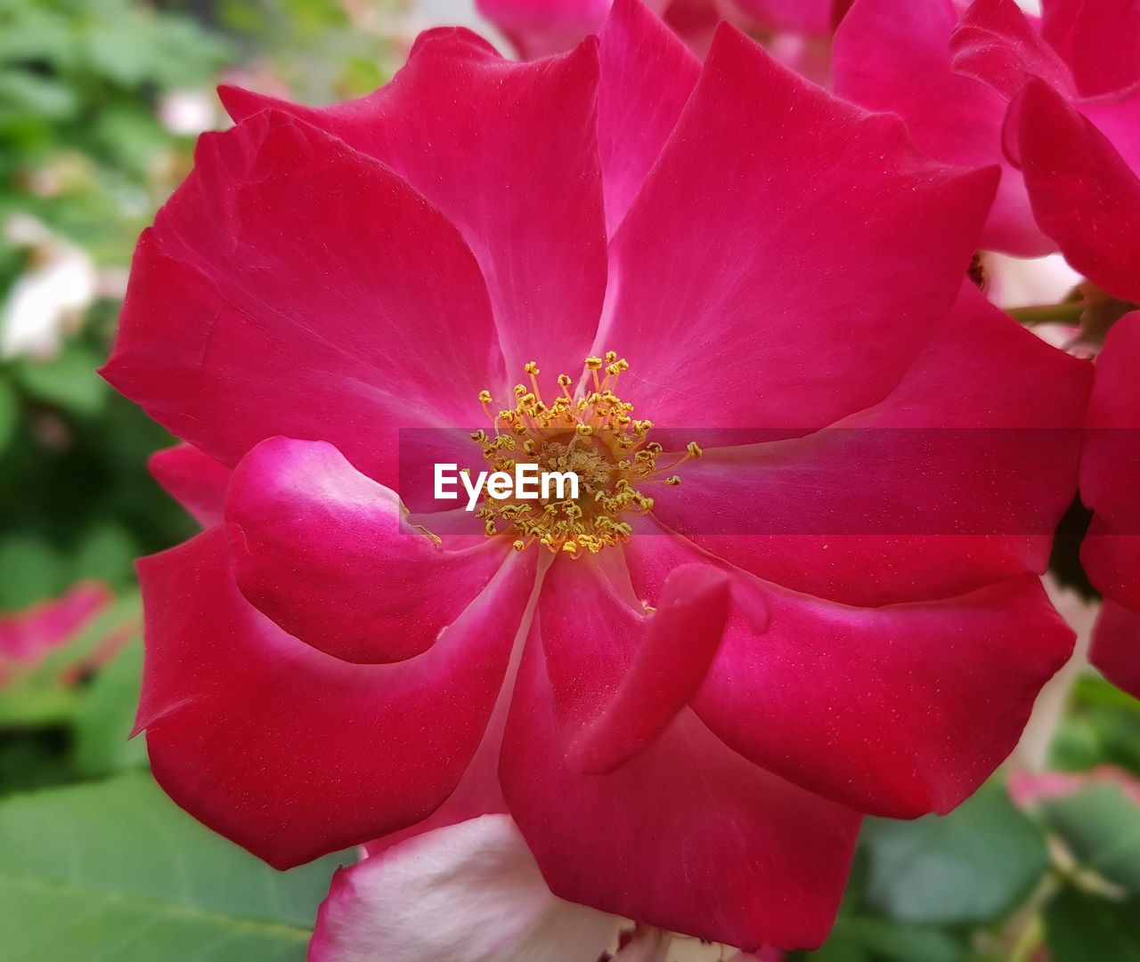 CLOSE-UP OF PINK FLOWER
