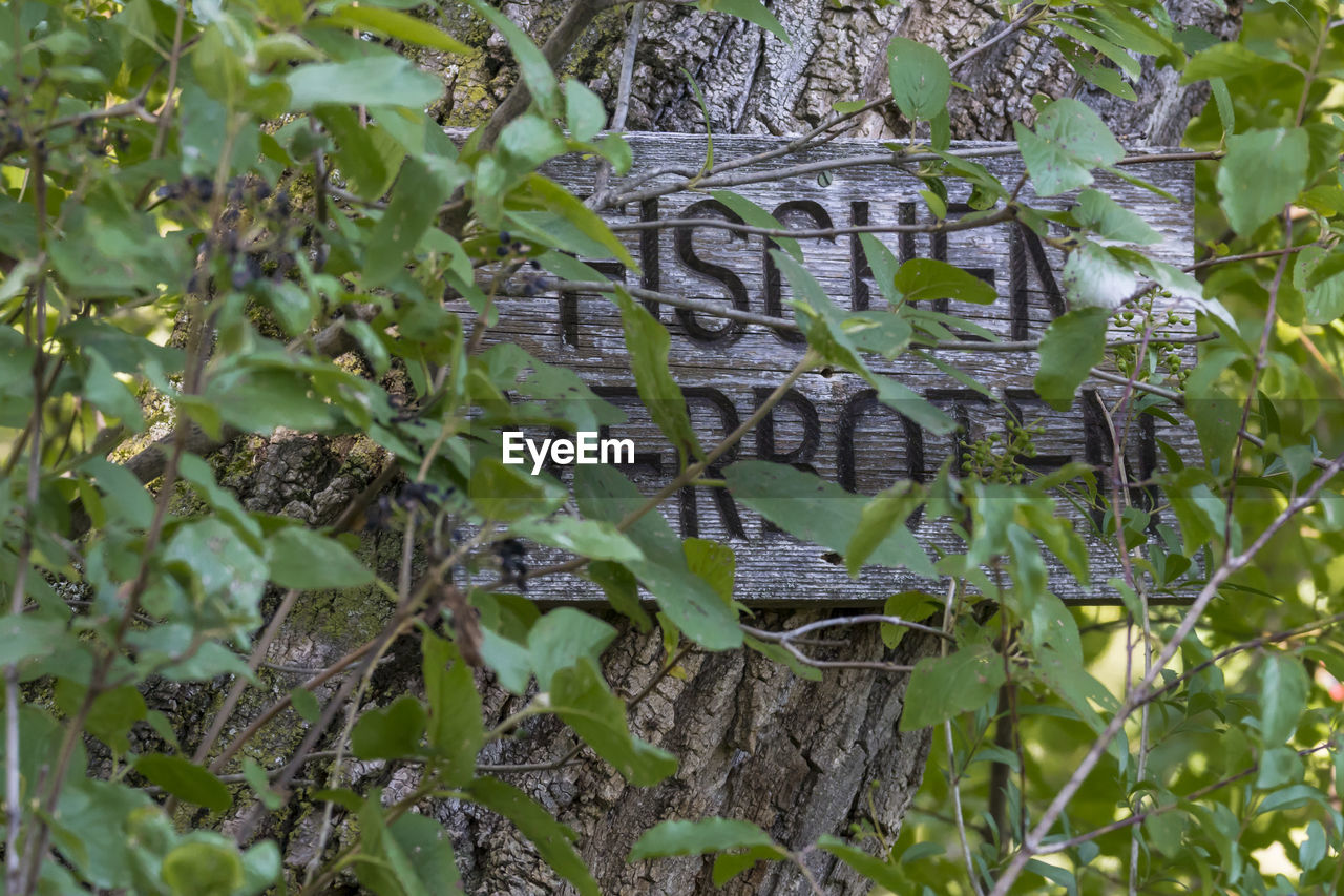 CLOSE-UP OF IVY ON TREE