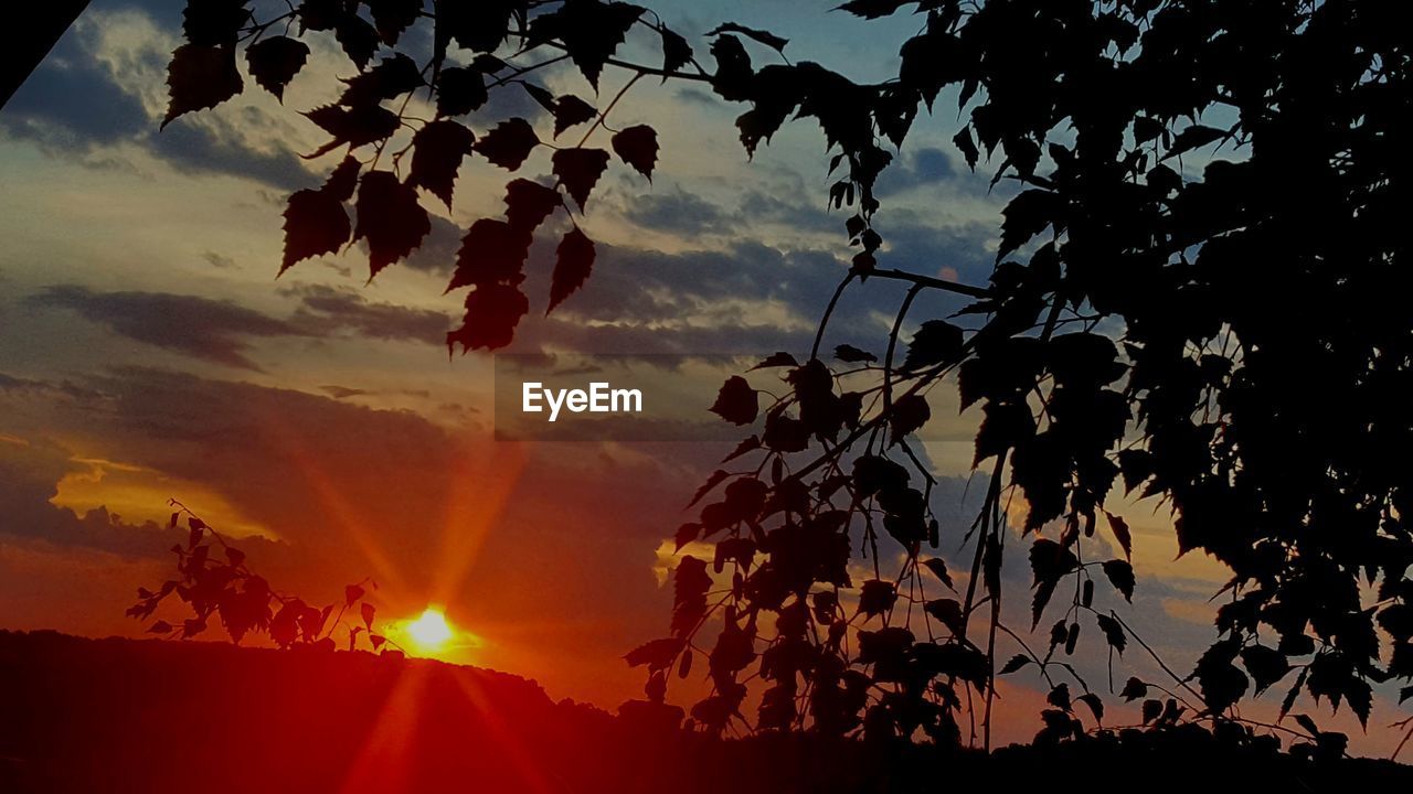 SILHOUETTE TREES AGAINST ORANGE SKY