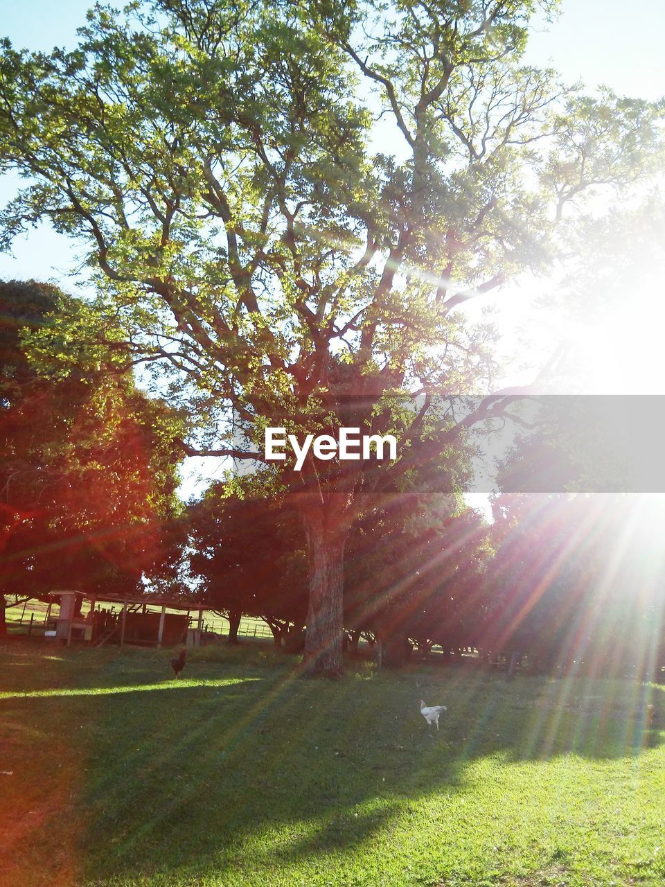 Trees growing on grassy field during sunny day