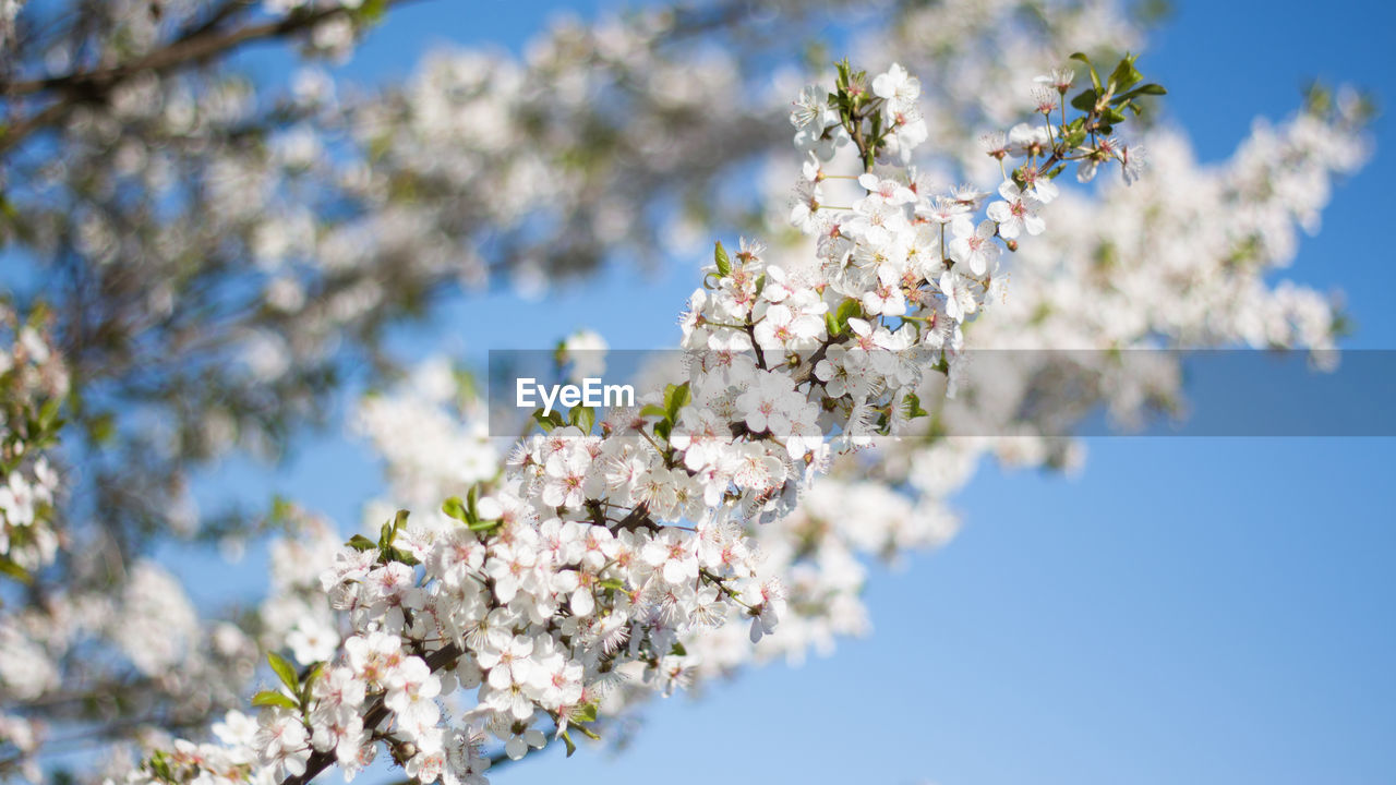 Close-up of cherry blossom tree