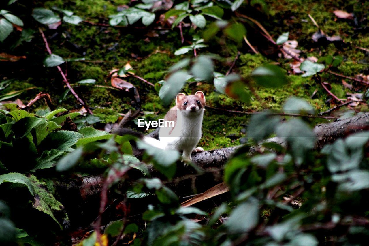 VIEW OF CAT ON BRANCH