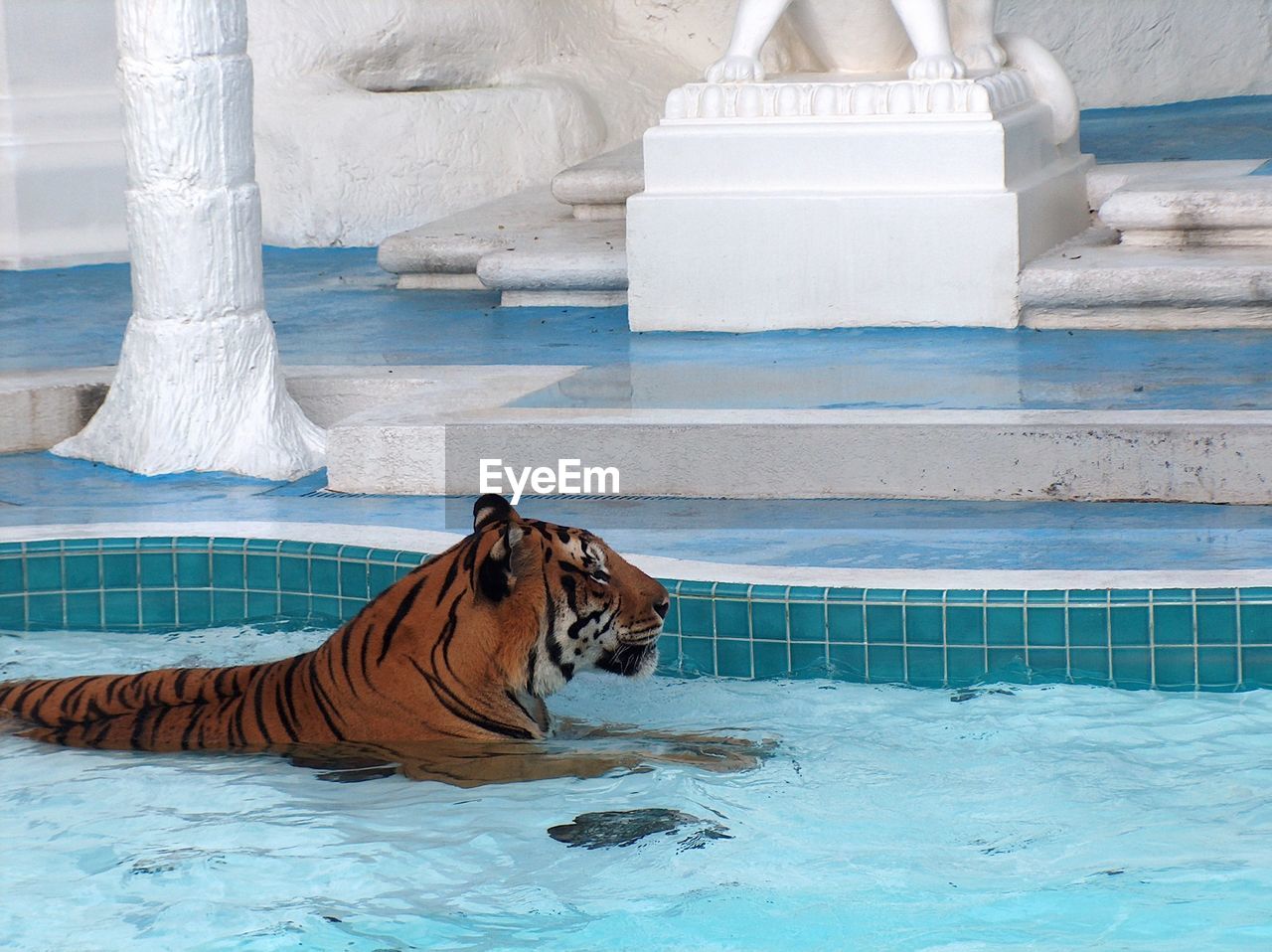 Tiger sitting in swimming pool