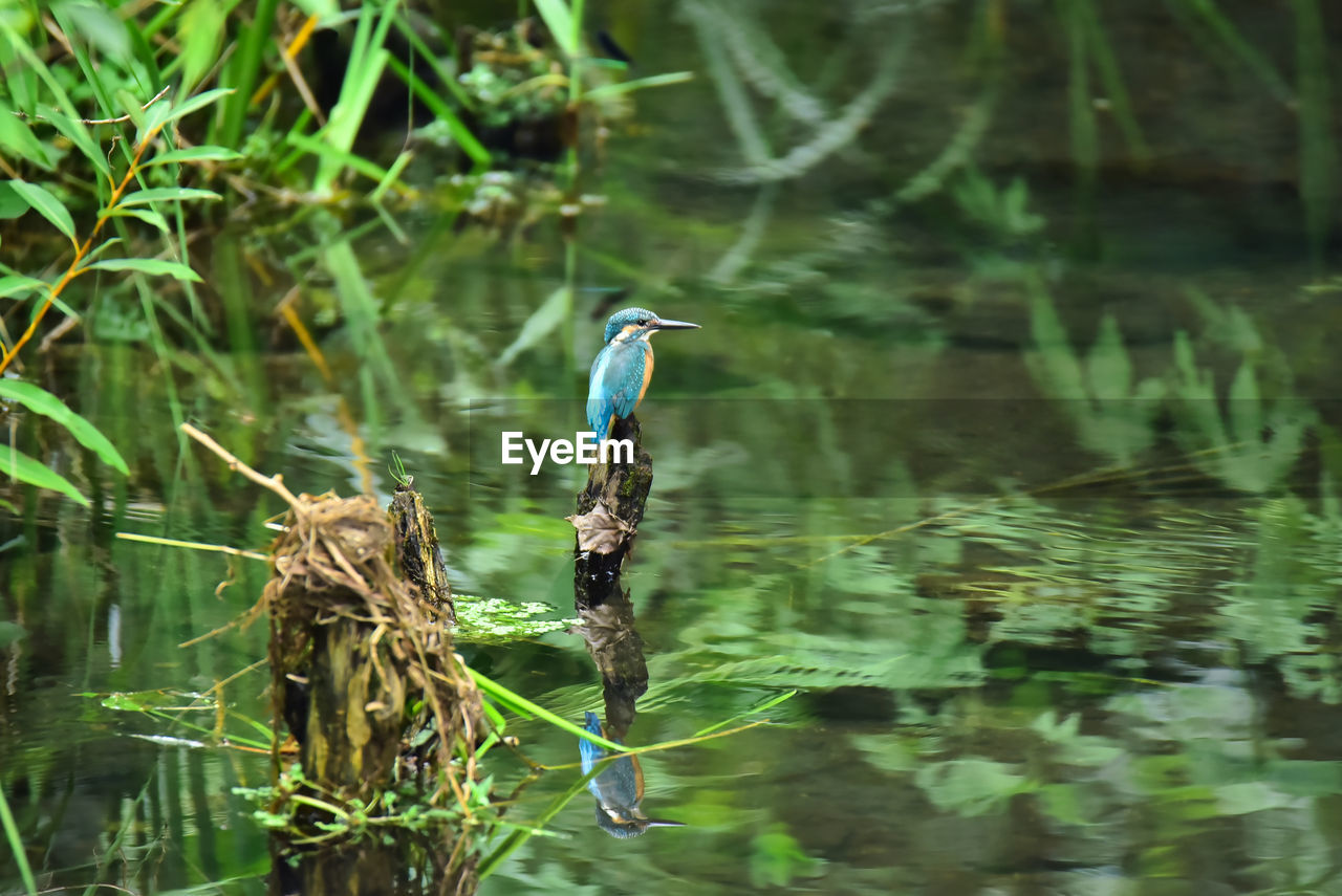 animal themes, animal, water, animal wildlife, wildlife, green, bird, nature, one animal, lake, plant, wetland, no people, reflection, natural environment, swamp, grass, beauty in nature, tree, outdoors, day, forest, jungle