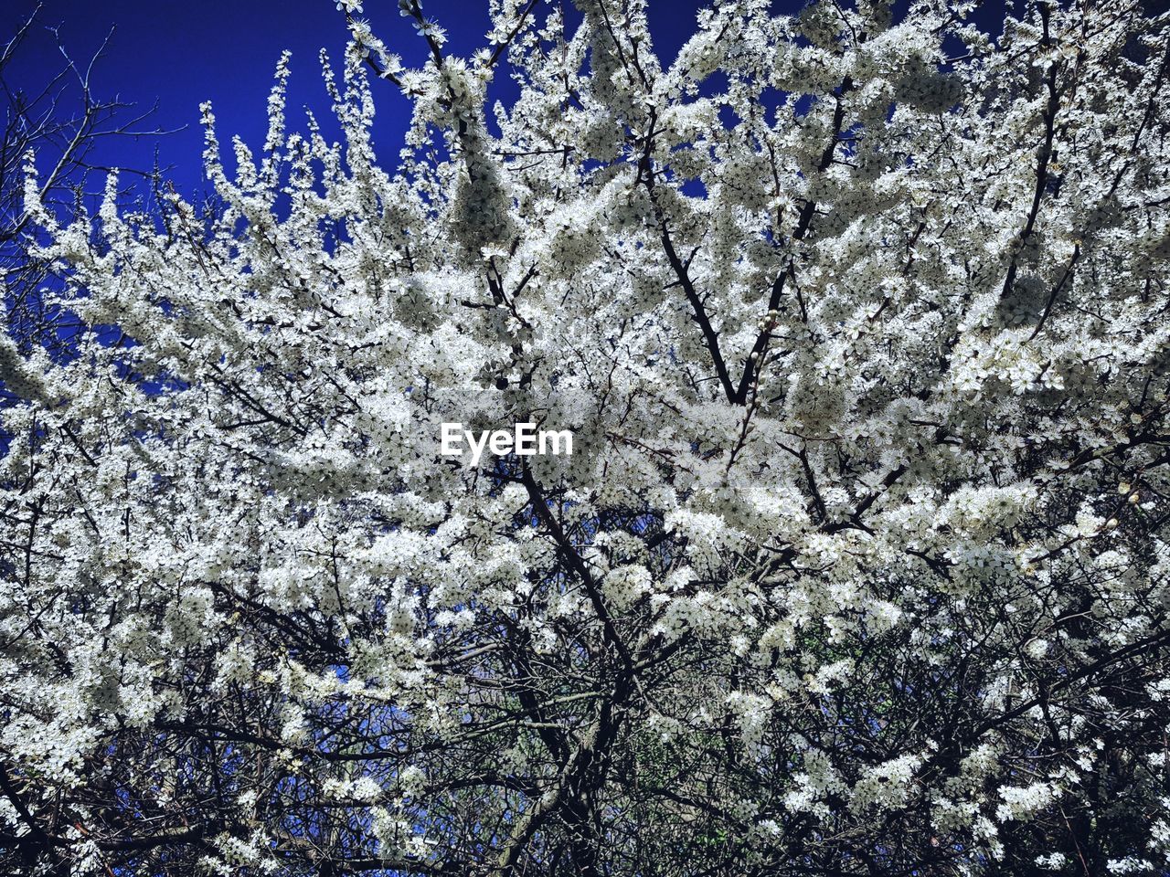 CLOSE-UP OF FLOWERS ON TREE