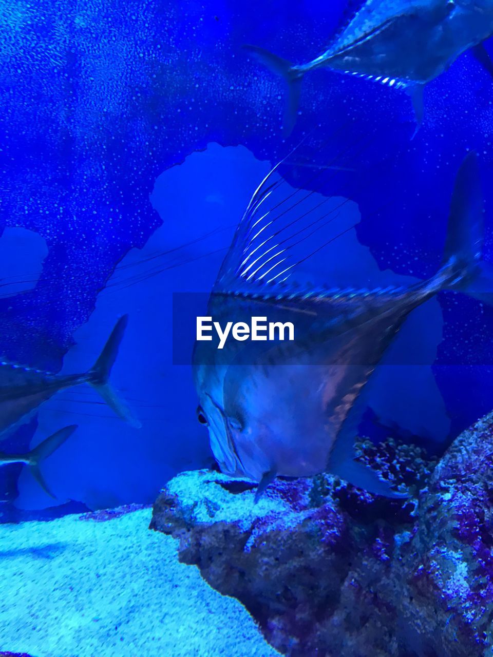 CLOSE-UP OF FISH SWIMMING UNDERWATER