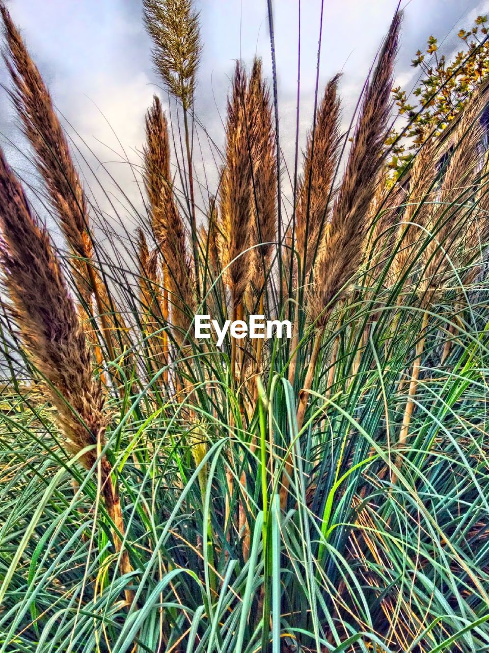 CLOSE-UP OF WHEAT FIELD AGAINST SKY