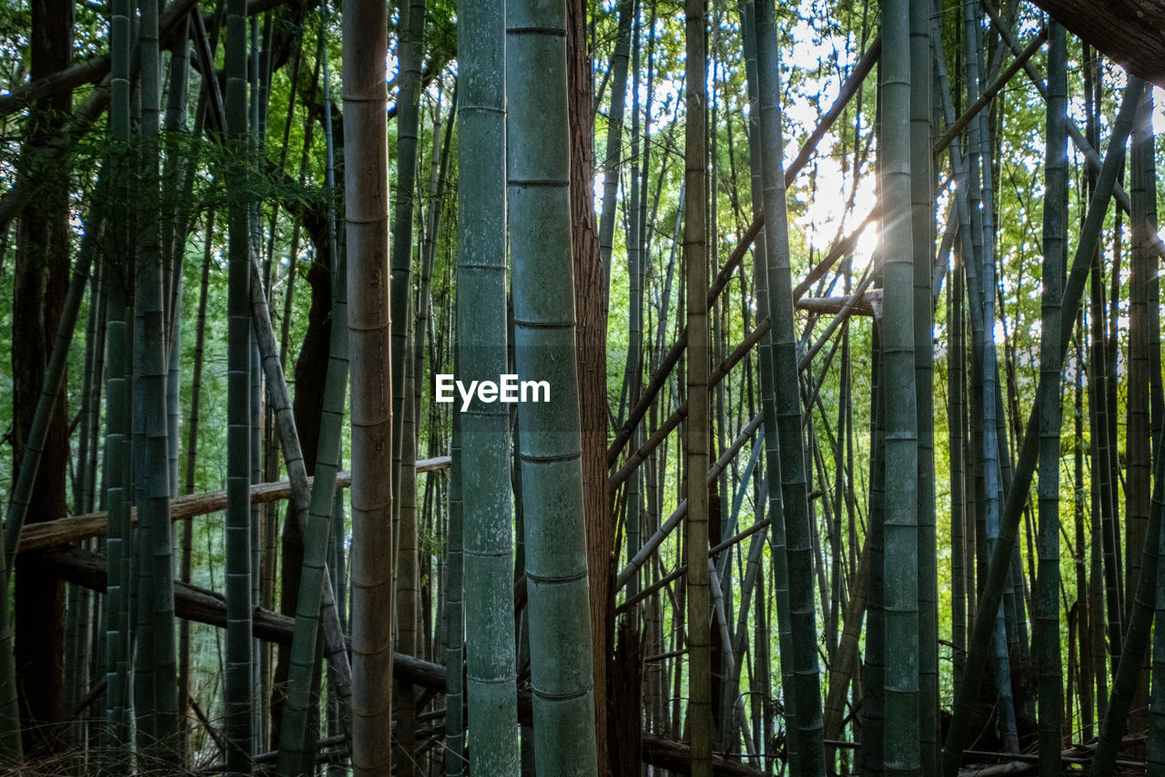 BAMBOO TREES GROWING IN FOREST