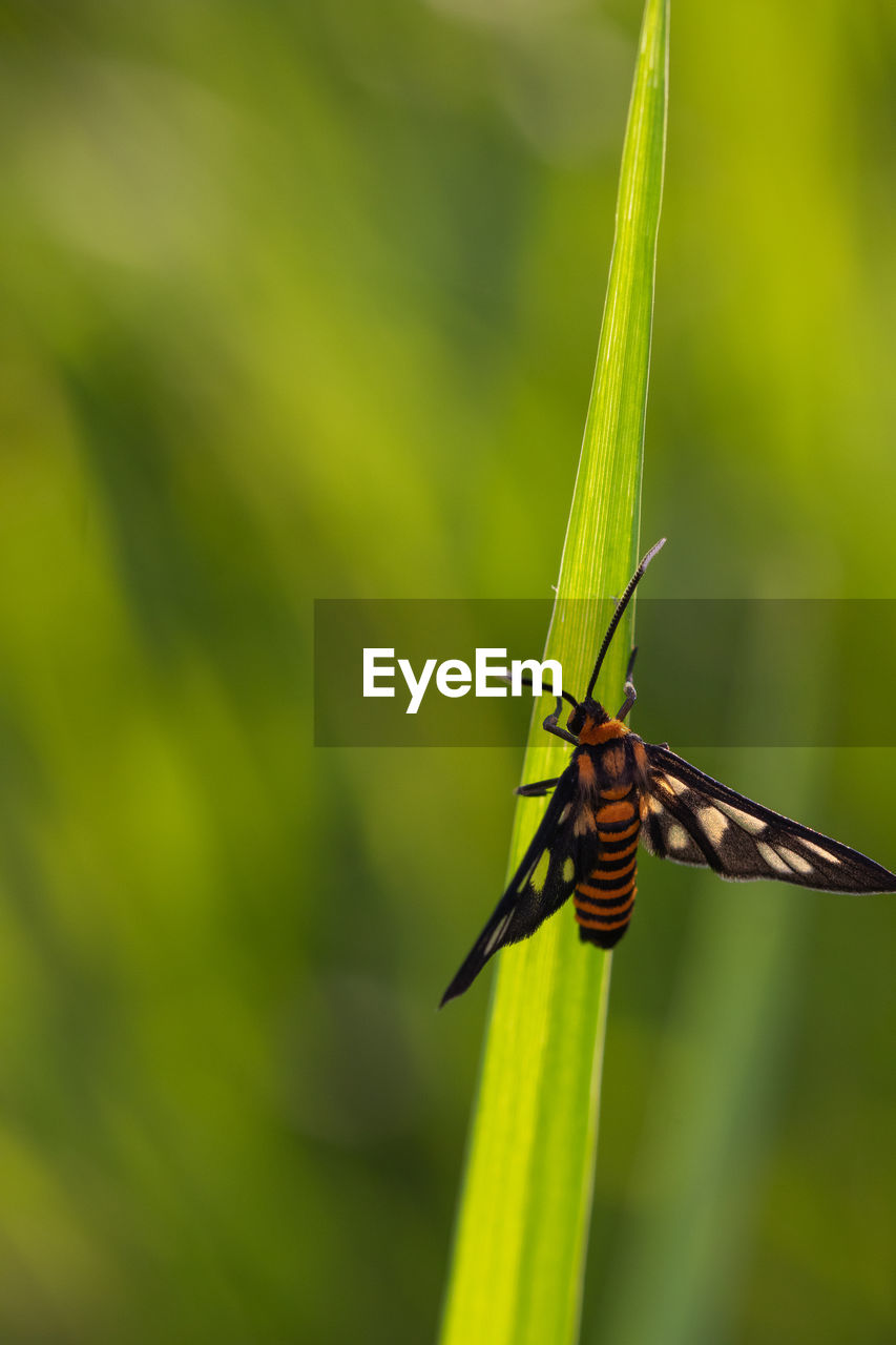 Close-up of butterfly on plant