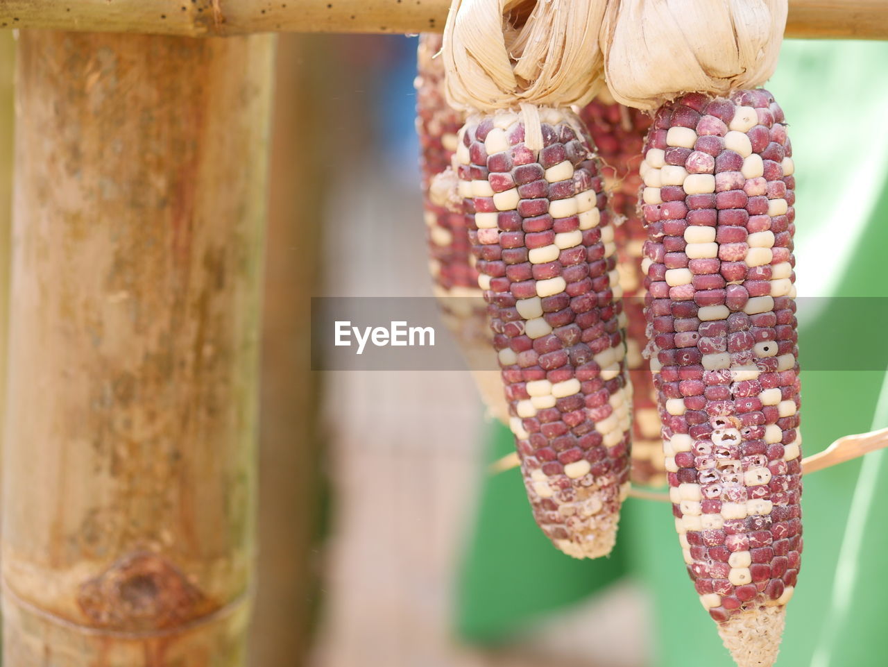 Close-up of dry rotten corns hanging outdoors