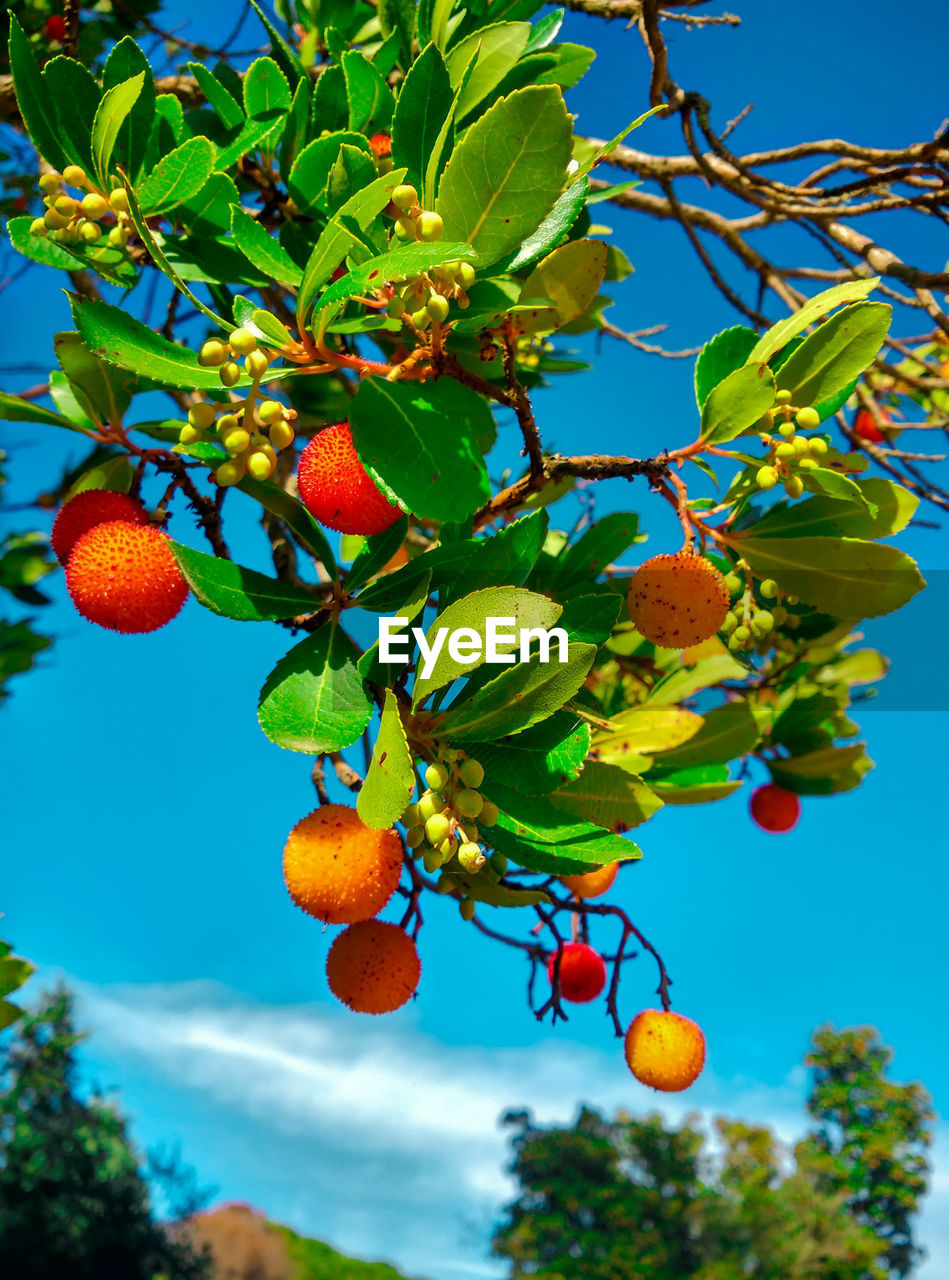 LOW ANGLE VIEW OF FRUITS ON TREE BRANCH