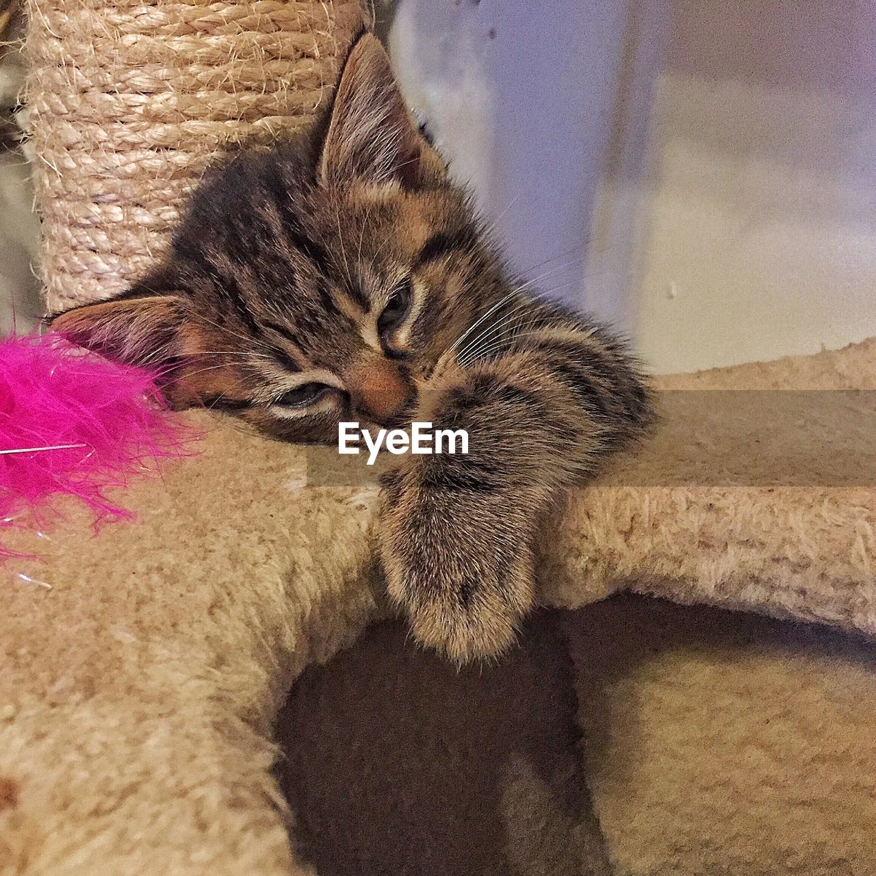 Close-up of cat relaxing on floor