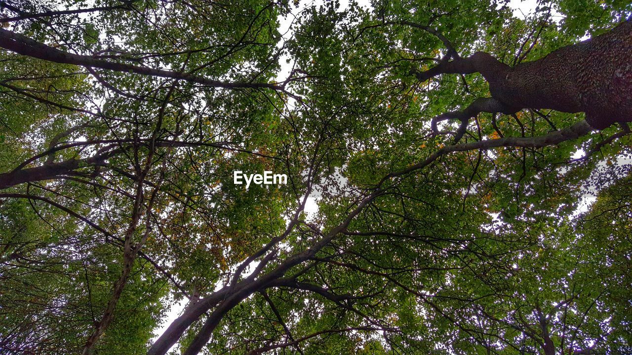 LOW ANGLE VIEW OF TREES IN FOREST