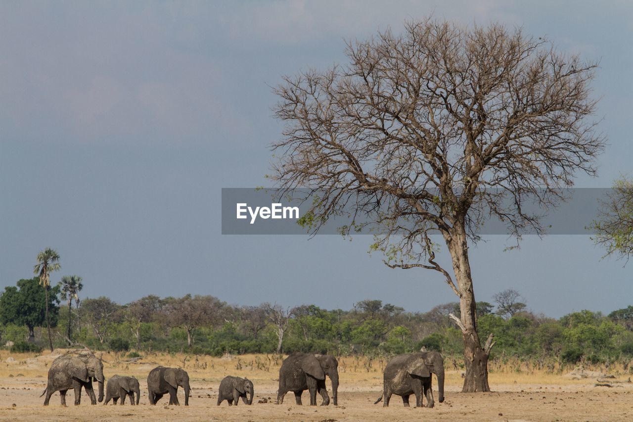 Elephants on field against sky