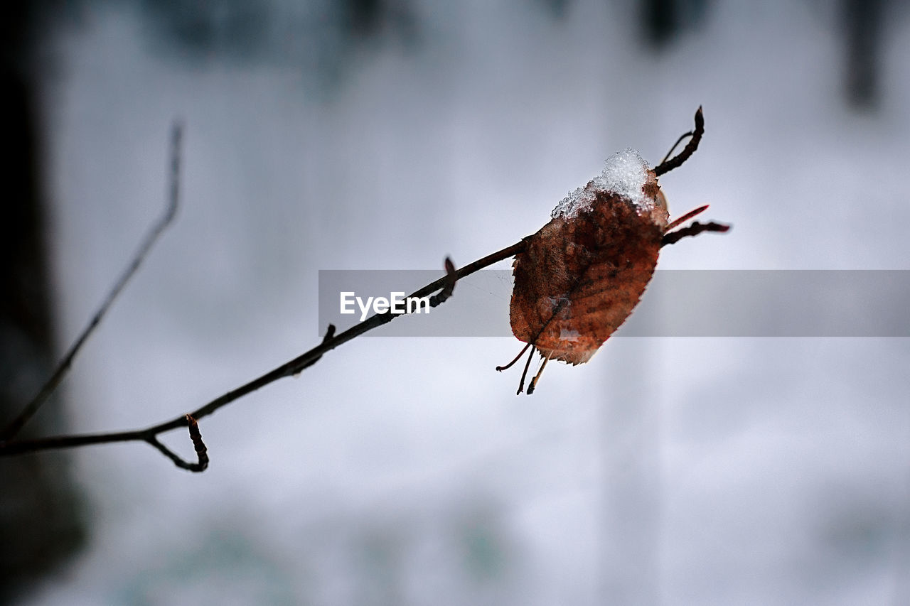 Red autumn leaf on a tree branch. first snow.