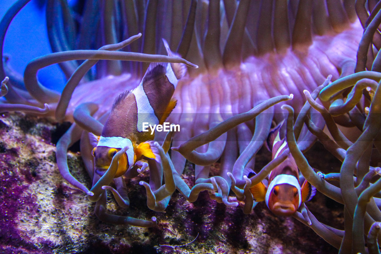 CLOSE-UP OF FISH SWIMMING IN SEA