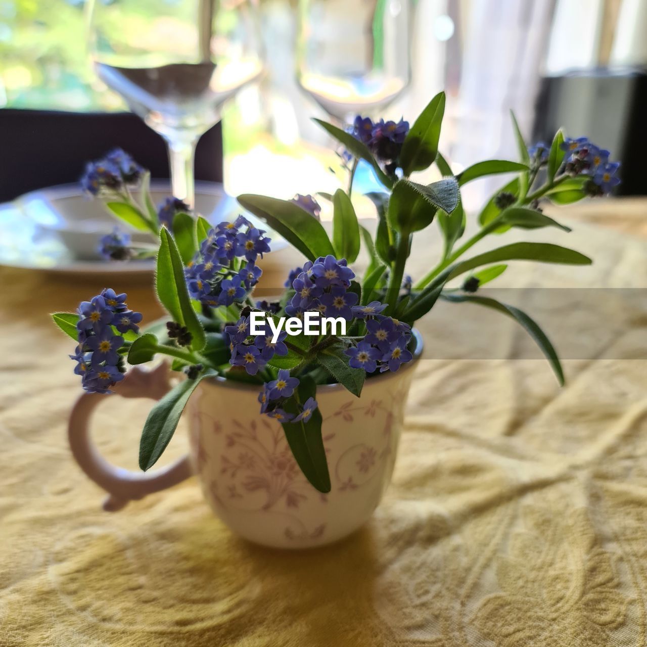 Premières fleurs du printemps 