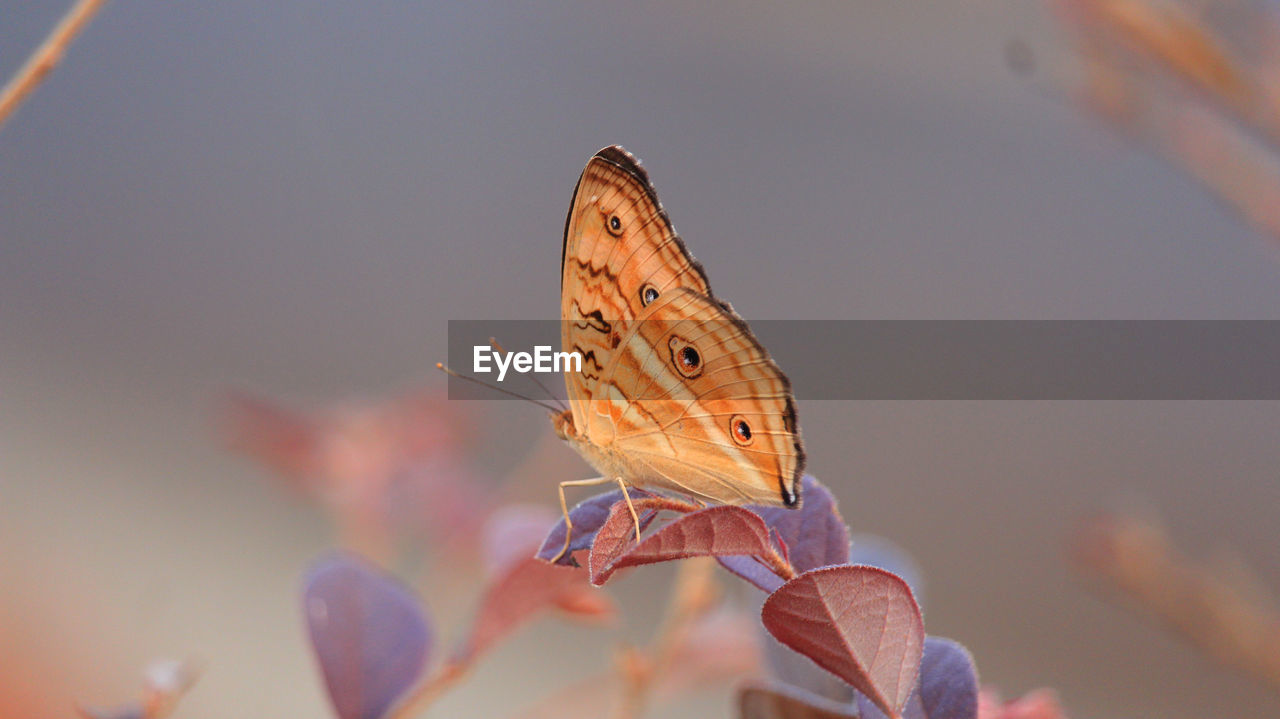 Close-up of butterfly pollinating flower