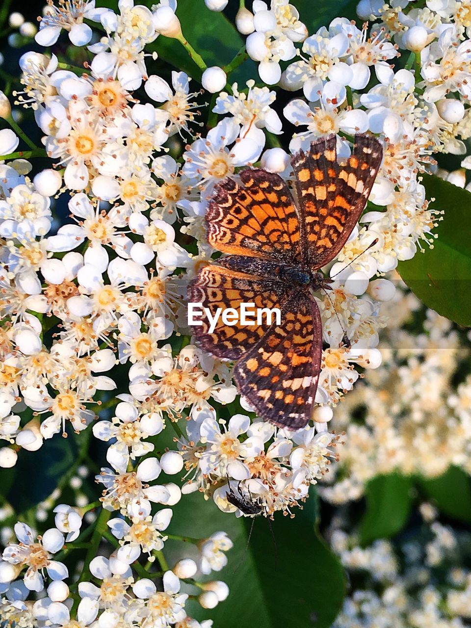 BUTTERFLY ON FLOWERS