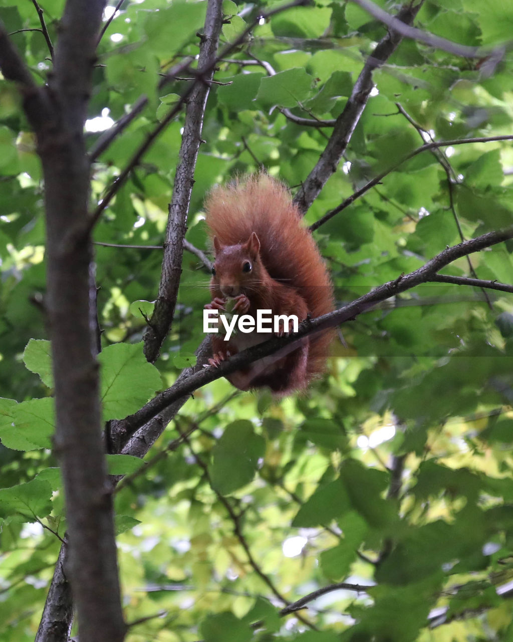 LOW ANGLE VIEW OF MONKEY ON TREE BRANCH