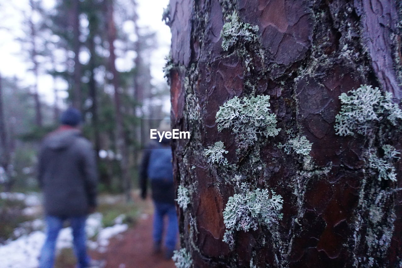 CLOSE-UP OF A TREE