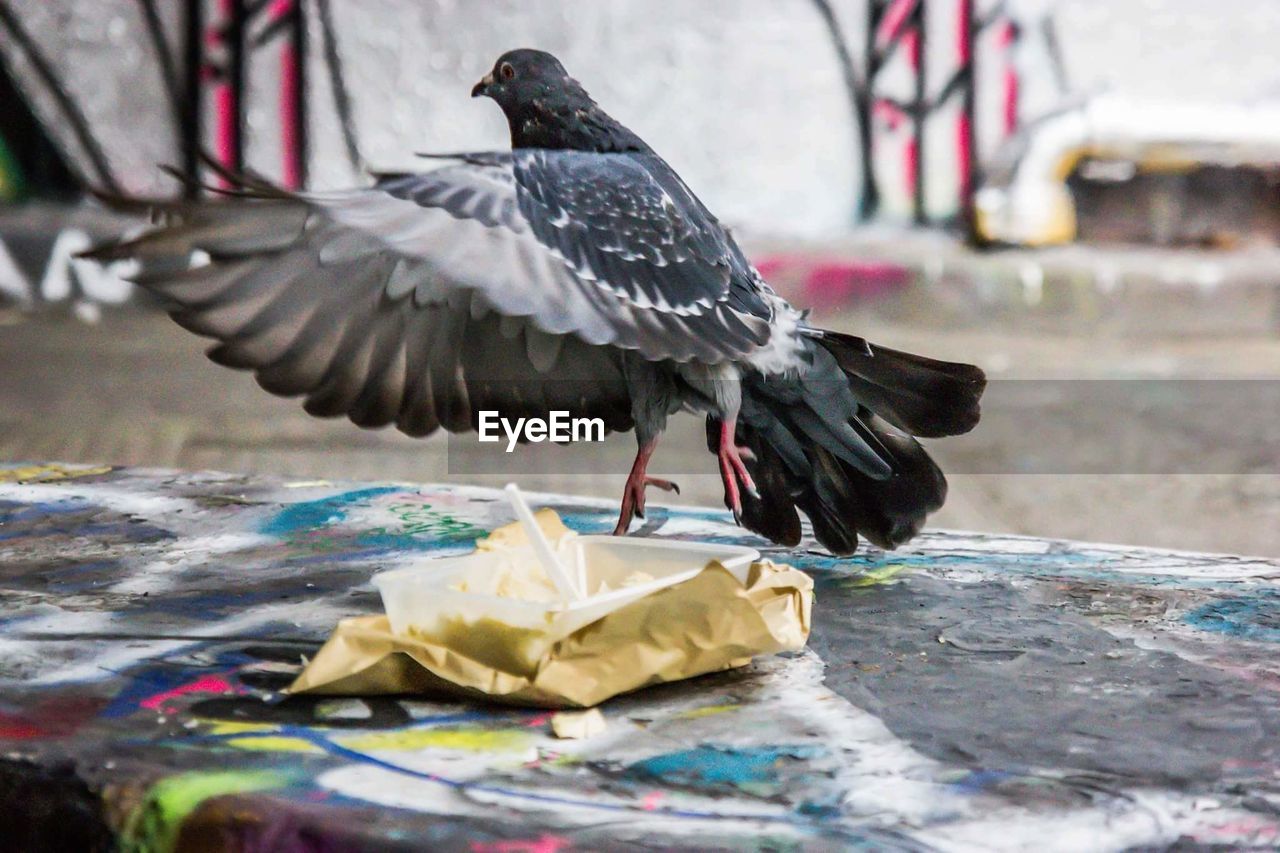 Pigeon taking off