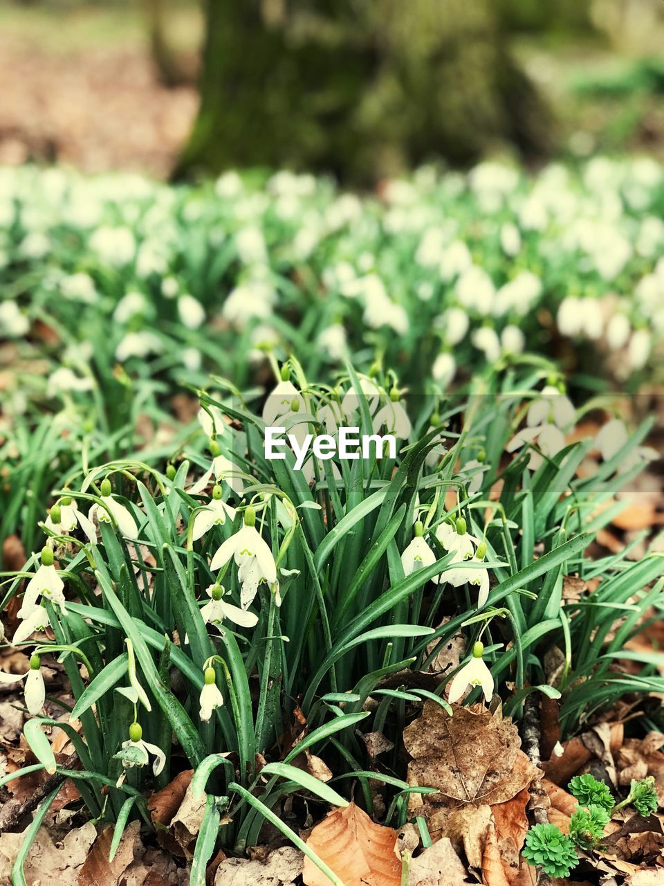 CLOSE-UP OF GRASS ON FIELD