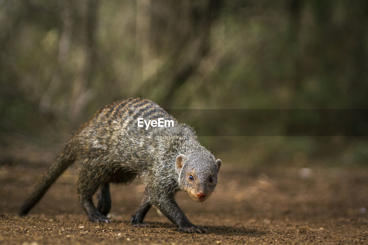 Full length of mongoose walking in forest