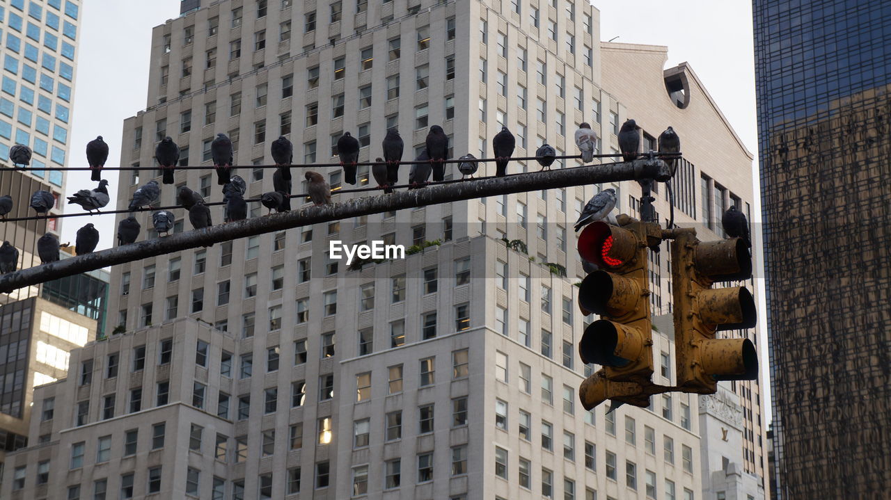 LOW ANGLE VIEW OF TRAFFIC SIGNAL BY BUILDINGS