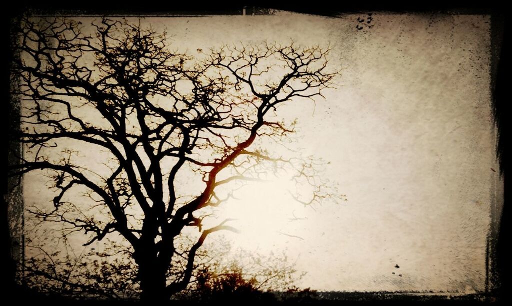 LOW ANGLE VIEW OF BARE TREES AGAINST SKY