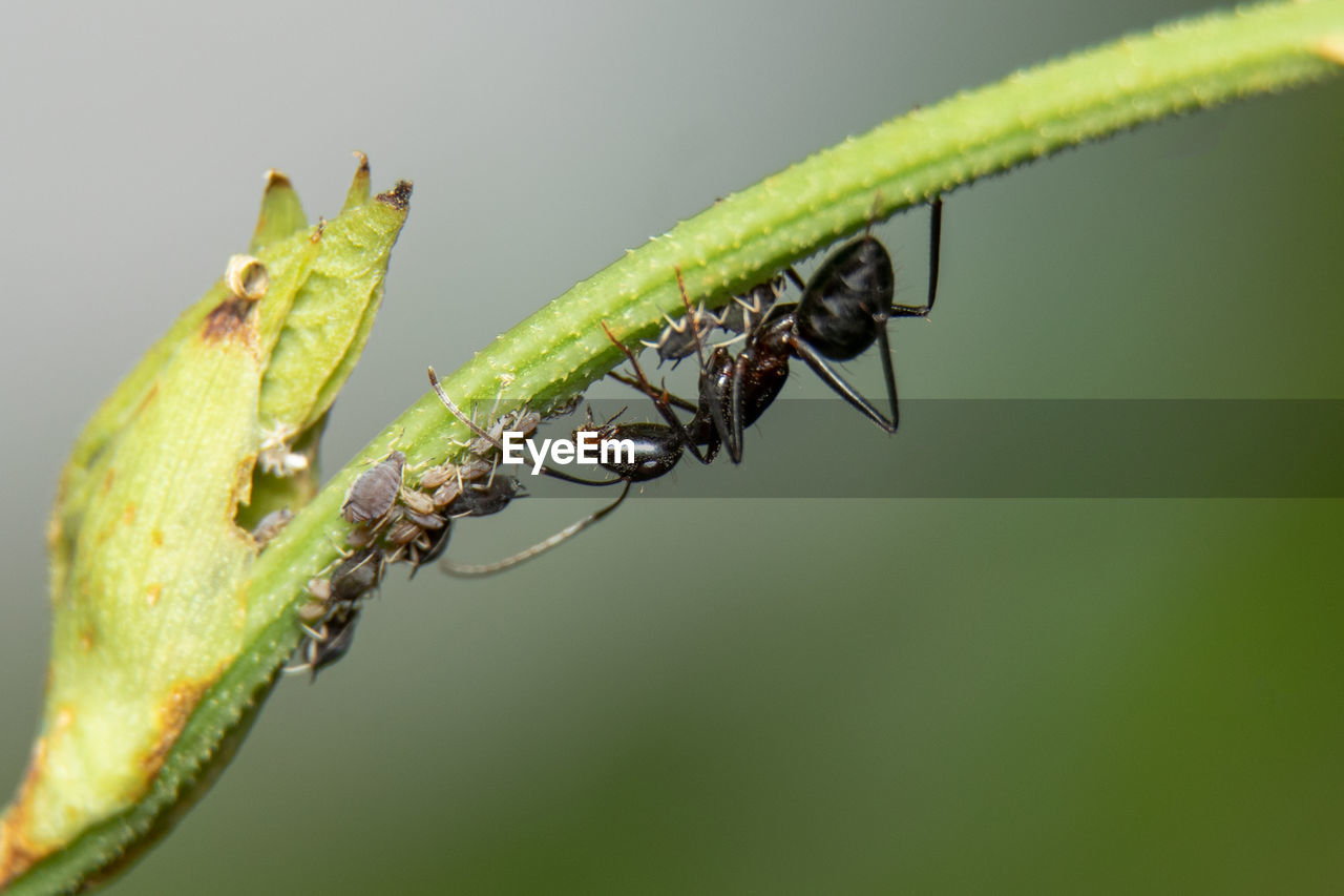 Close-up of ant on leaf